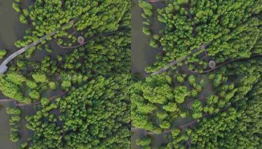 杭州临安青山湖水上森林水杉林高清在线视频素材下载