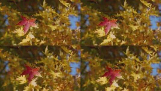 秋天枫叶红枫叶高清在线视频素材下载