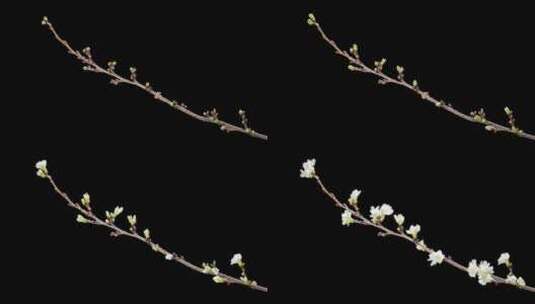 开花的日本樱桃，带有alpha通道的延时拍摄高清在线视频素材下载