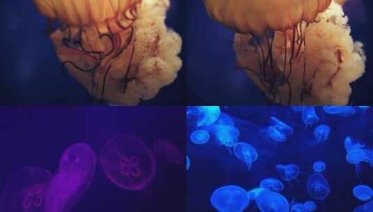 4K深海水母2高清在线视频素材下载