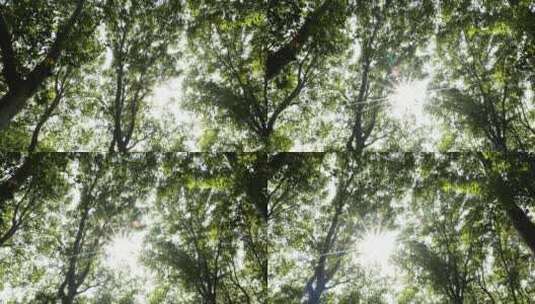 梧桐树在阳光下的绿色高清在线视频素材下载