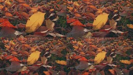 秋天落叶黄叶唯美空镜高清在线视频素材下载