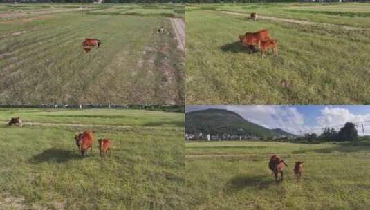 农田里悠闲吃草的黄牛高清在线视频素材下载
