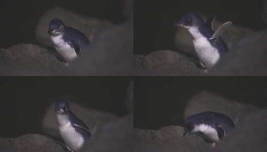 新西兰提马鲁野生动物企鹅慢动作高清在线视频素材下载