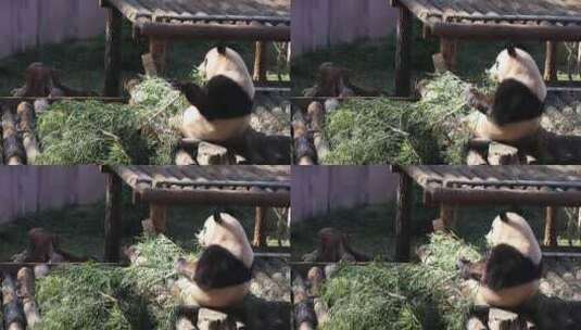 大熊猫吃竹子慢镜头高清在线视频素材下载