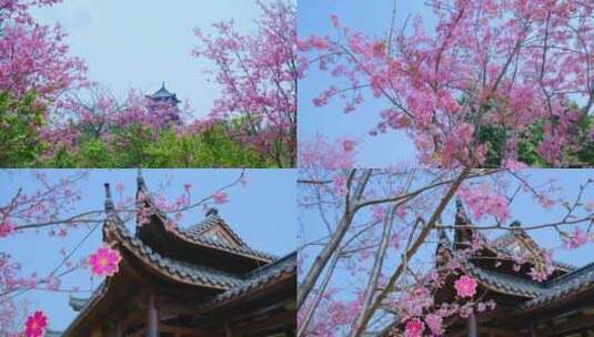 粉红色樱花中式园林庭院古建筑高清在线视频素材下载
