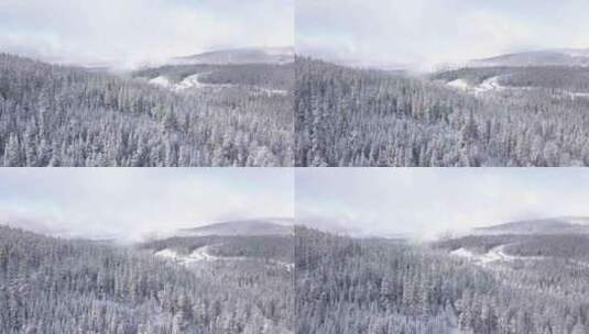 冬季森林雪林 冰雪森林高清在线视频素材下载