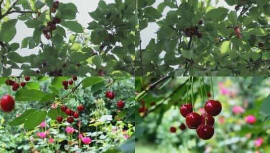 樱桃挂果成熟樱桃果实镜头高清在线视频素材下载