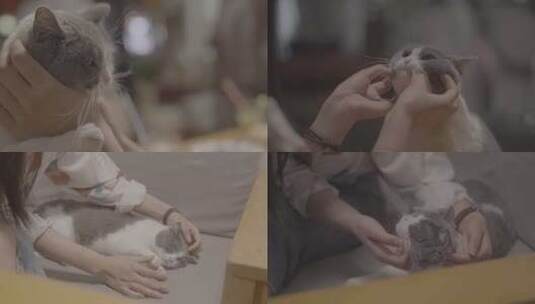 【4K50帧】美女和猫咪玩耍撸猫抚摸小猫高清在线视频素材下载