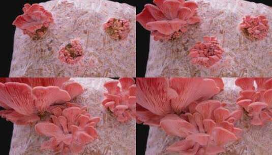 粉色牡蛎蘑菇生长的时间推移高清在线视频素材下载