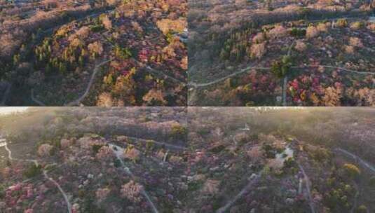 航拍南京明孝陵梅花山漫山遍野梅花盛开高清在线视频素材下载