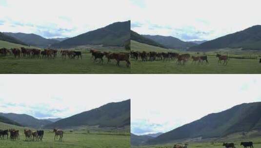 旅游宣传大草原牛羊高清在线视频素材下载