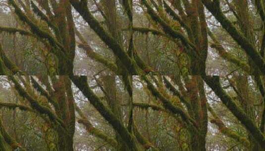 晨雾吹进原始森林风吹长满青苔的枝条高清在线视频素材下载