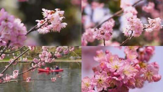 （合集）春暖花开春天盛开的唯美樱花高清在线视频素材下载