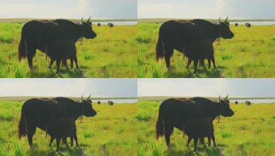青海湖边的牦牛高清在线视频素材下载