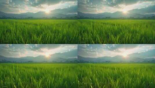 清晨阳光下的绿色稻田高清在线视频素材下载