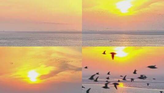 波光粼粼海面鸟群高清在线视频素材下载