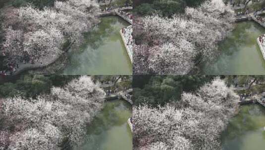 春天人们出门赏花，望月公园樱花盛开成海高清在线视频素材下载