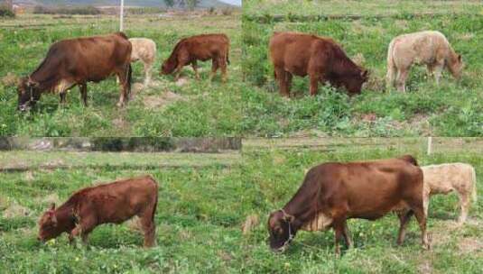 放牛吃草合集高清在线视频素材下载