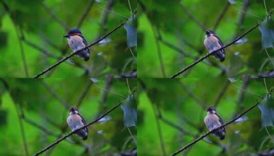 泰国，一只雄性羽翼丰满的翠鸟环顾四周高清在线视频素材下载