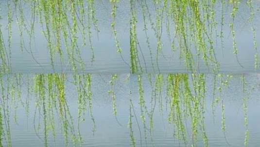 春天风中发芽摇曳的柳树高清在线视频素材下载