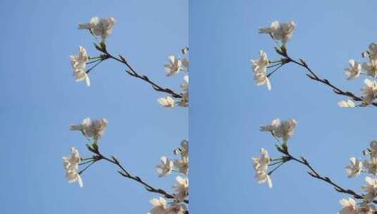 蓝天阳光下的樱花高清在线视频素材下载