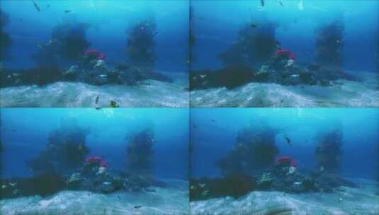 一大群鱼在珊瑚礁上游泳高清在线视频素材下载