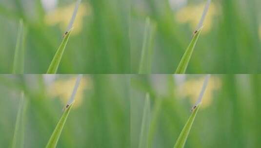 风吹草动黄色花朵高清在线视频素材下载