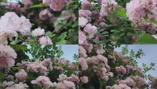 蔷薇花丛横移1高清在线视频素材下载