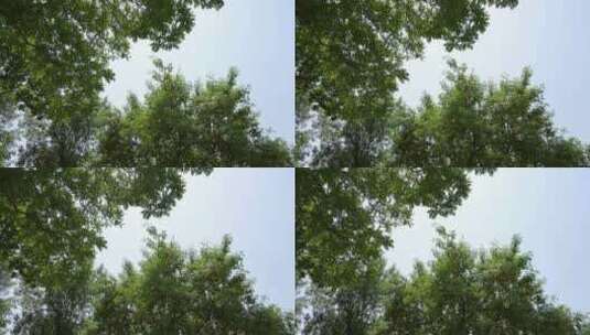 烈日下的树叶高清在线视频素材下载