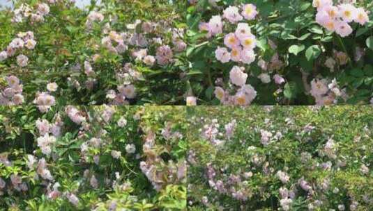 蔷薇花粉色红色蜜蜂采蜜花卉春景乡村高清在线视频素材下载