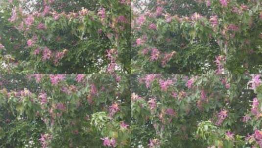 实拍盛开的鲜花花朵风景高清在线视频素材下载