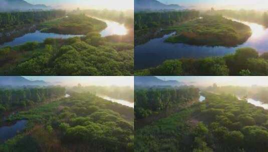 清晨光线下的生态湿地红树林水面高清在线视频素材下载