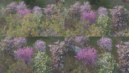 春天盛开的紫荆花航拍高清在线视频素材下载