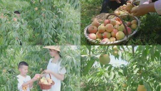 阳山水蜜桃 水蜜桃产地 水蜜桃采摘高清在线视频素材下载