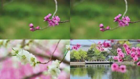 春天盛开的桃花高清在线视频素材下载