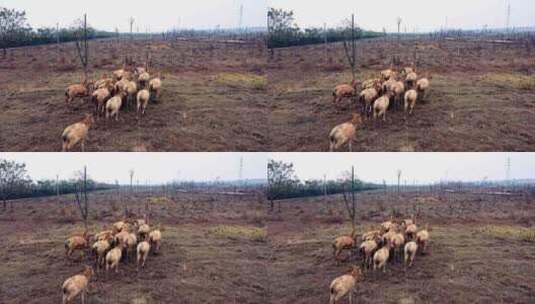 岳阳洞庭湖野生麋鹿野生动物高清在线视频素材下载