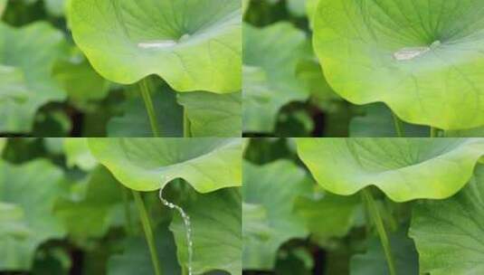 荷叶雨水露水滑落特写高清在线视频素材下载