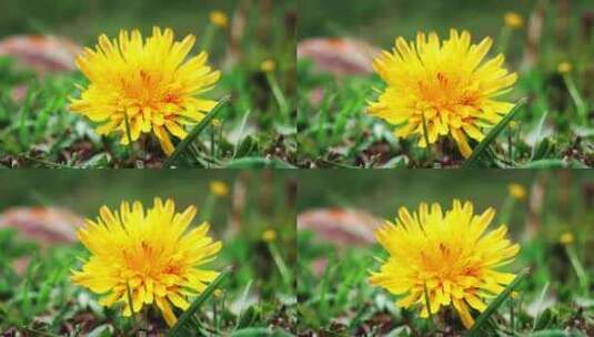 青海青藏高原野生植物花朵高清在线视频素材下载