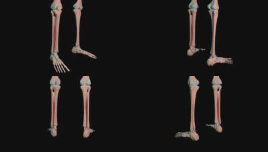 胫骨后肌全拉皮环高清在线视频素材下载