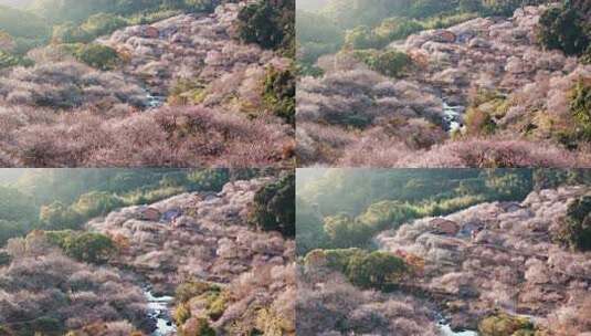 航拍福州永泰青梅花（葛岭万石村）15高清在线视频素材下载