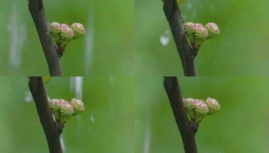 春雷陈雨中的树枝上带水珠的植物花苞高清在线视频素材下载