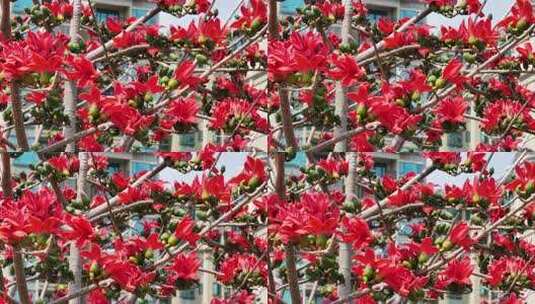 盛开的木棉花特写高清在线视频素材下载