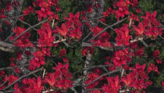 盛开的木棉花特写高清在线视频素材下载