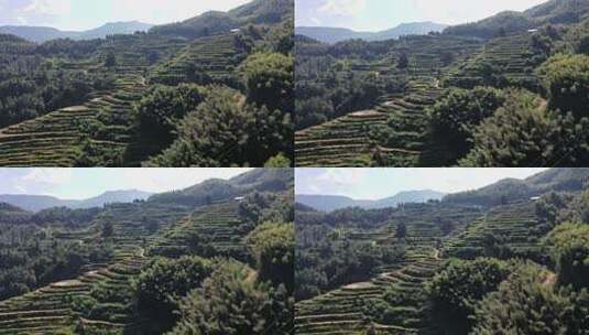 航拍浙江丽水云和梯田 秋天丰收的金色稻田高清在线视频素材下载