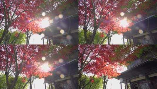 枫树逆光光斑光晕冲光唯美树林高清在线视频素材下载