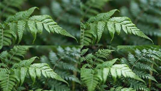 处暑白露蕨类植物清新自然生态视频高清在线视频素材下载