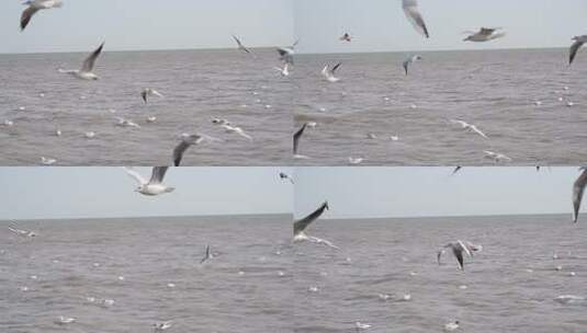 海面上海鸥飞翔景象高清在线视频素材下载