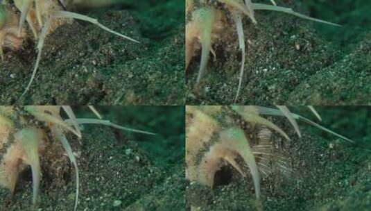 Murex蜗牛在沙子里挖掘特写高清在线视频素材下载