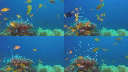 美丽的海底场景高清在线视频素材下载